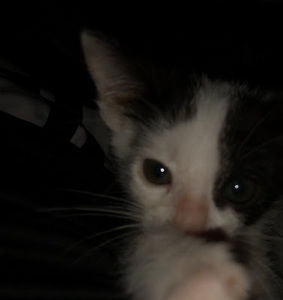 Meet your Posher, Hello